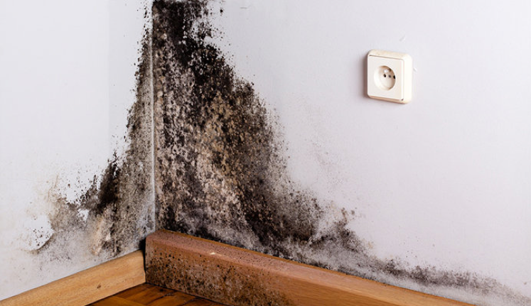 mildew